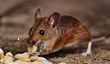 24 Hour & Emergency Exterminators in Mech, PA